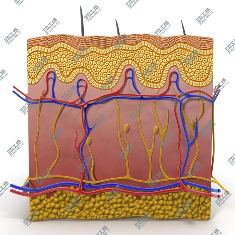 images/goods_img/202104093/Skin Section/5.jpg